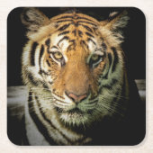 Tiger Rechteckiger Pappuntersetzer (Vorderseite)