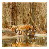 Tiger Reflection Poster (Vorderseite)