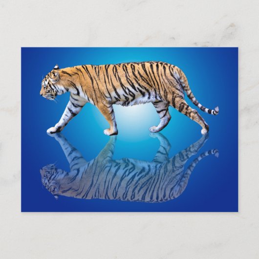 TIGER REFLEKTIERT POSTKARTE (Vorderseite)