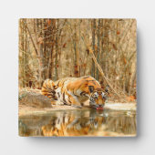 Tiger Reflektion Fotoplatte (Vorderseite)