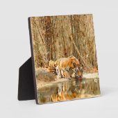 Tiger Reflektion Fotoplatte (Vorderseite)
