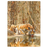 Tiger Reflektion Klemmbrett (Rückseite)