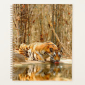 Tiger Reflektion Planer (Vorderseite)