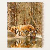 Tiger Reflektion Planer (Rückseite)