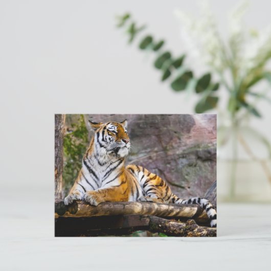 Tiger Relaxing Postkarte (Stehend Vorderseite)
