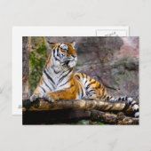 Tiger Relaxing Postkarte (Vorne/Hinten)
