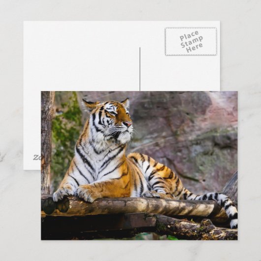 Tiger Relaxing Postkarte (Vorne/Hinten)