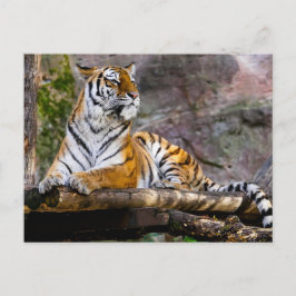 Tiger Relaxing Postkarte