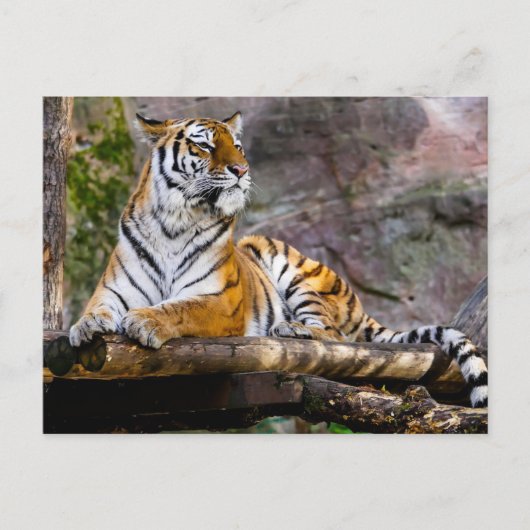 Tiger Relaxing Postkarte (Vorderseite)