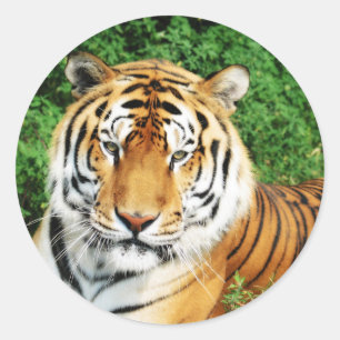 Tiger Relaxing Runder Aufkleber