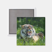 Tiger-Roar Magnet (Vorderseite/Rückseite)