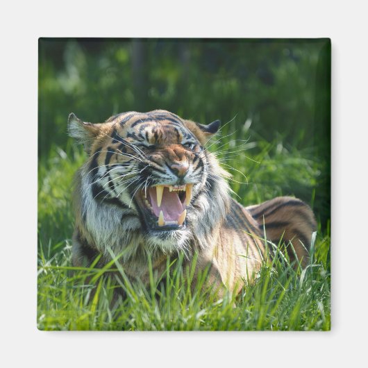 Tiger-Roar Magnet (Vorne)