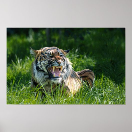 Tiger-Roar Poster (Vorne)