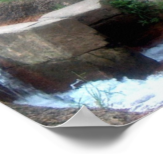 Tiger Roll Poster (Ecke)