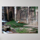 Tiger Roll Poster (Vorne)