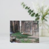 Tiger Roll Postkarte (Stehend Vorderseite)
