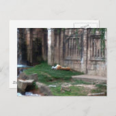 Tiger Roll Postkarte (Vorne/Hinten)