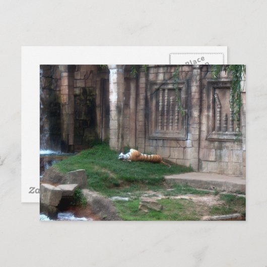 Tiger Roll Postkarte (Vorne/Hinten)