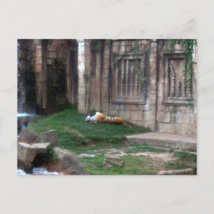 Tiger Roll Postkarte