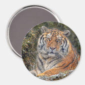 Tiger Royal 3" Magnet (Vorderseite/Rückseite)