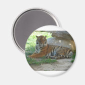 Tiger, Royal Bengal Tiger Magnet (Vorderseite/Rückseite)