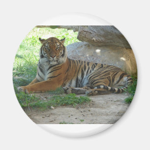Tiger, Royal Bengal Tiger Magnet