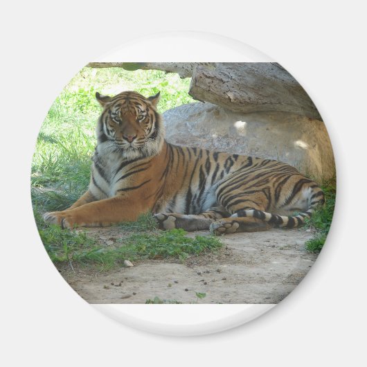 Tiger, Royal Bengal Tiger Magnet (Vorne)