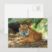 Tiger Ruhen durch Steine Postkarte (Vorne/Hinten)
