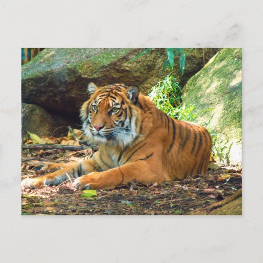 Tiger Ruhen durch Steine Postkarte (Vorderseite)