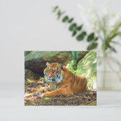 Tiger Ruhen durch Steine Postkarte (Stehend Vorderseite)