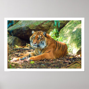 Tiger ruht neben Felsen Poster