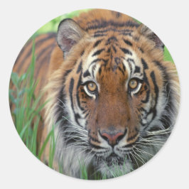 Tiger Runder Aufkleber