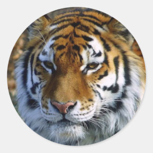 Tiger Runder Aufkleber