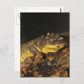 Tiger Salamander Postkarte (Vorne/Hinten)