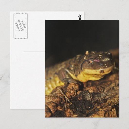 Tiger Salamander Postkarte (Vorne/Hinten)