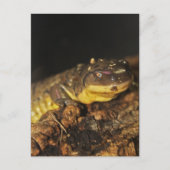 Tiger Salamander Postkarte (Vorderseite)