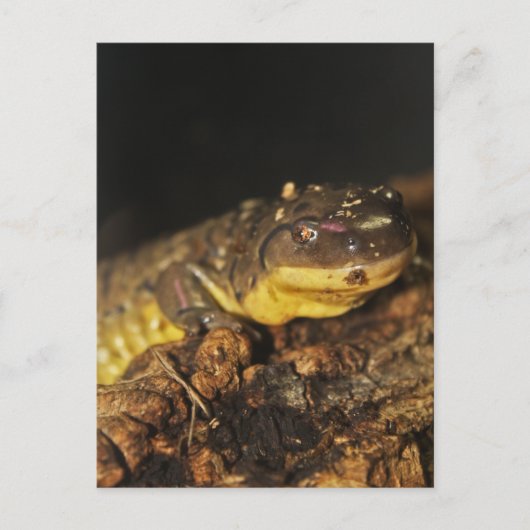 Tiger Salamander Postkarte (Vorderseite)