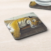 Tiger, Samui, Thailand Getränkeuntersetzer (Linke Seite)