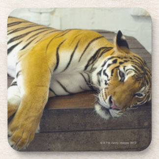 Tiger, Samui, Thailand Getränkeuntersetzer
