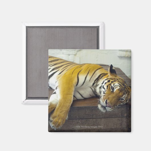 Tiger, Samui, Thailand Magnet (Vorderseite/Rückseite)