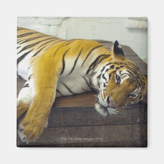 Tiger, Samui, Thailand Magnet (Vorne)