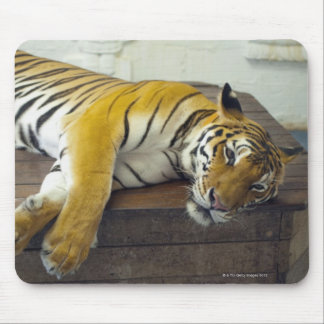 Tiger, Samui, Thailand Mousepad