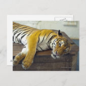 Tiger, Samui, Thailand Postkarte (Vorne/Hinten)