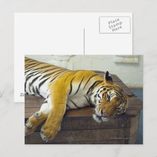 Tiger, Samui, Thailand Postkarte (Vorne/Hinten)