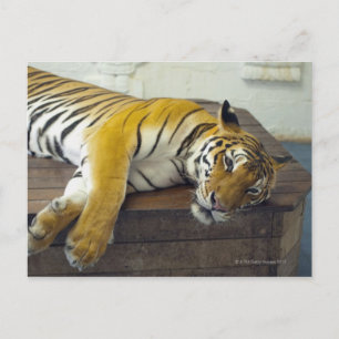 Tiger, Samui, Thailand Postkarte