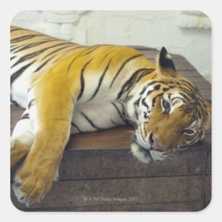 Tiger, Samui, Thailand Quadratischer Aufkleber
