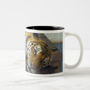 Tiger, Samui, Thailand Zweifarbige Tasse