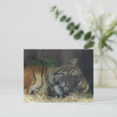 Tiger schlafen? postkarte (Stehend Vorderseite)