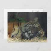 Tiger schlafen? postkarte (Vorne/Hinten)