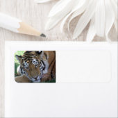 Tiger-schlafend im Gras WILD TIERE BIG CATS (Insitu)